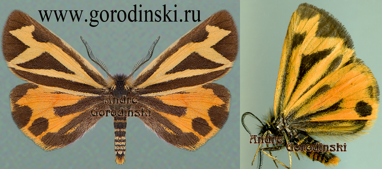 http://www.gorodinski.ru/arctiidae/Micrarctia trigona.jpg